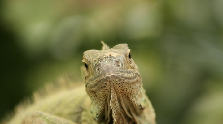 Antwerpse Zoo