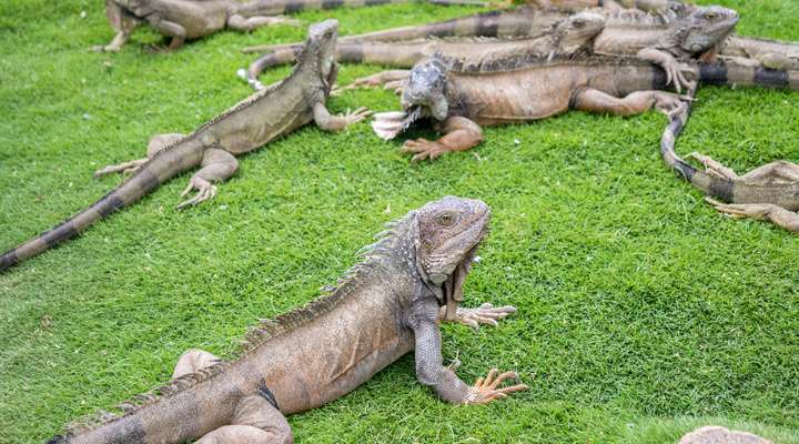 Parque Bolívar