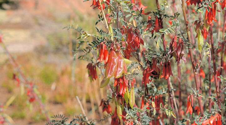 Free State National Botanical Garden