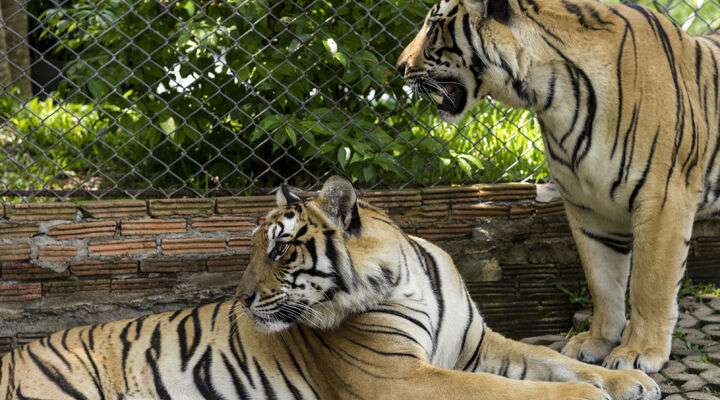 Chiang Mai Zoo