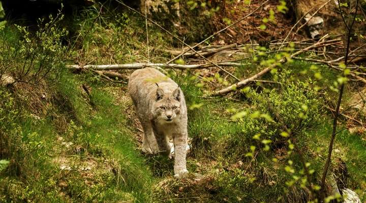 Kristiansand Zoo