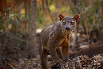 Unieke dieren op Madagaskar