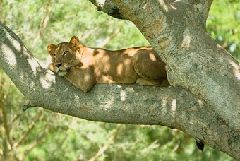 Wilde dieren in Uganda