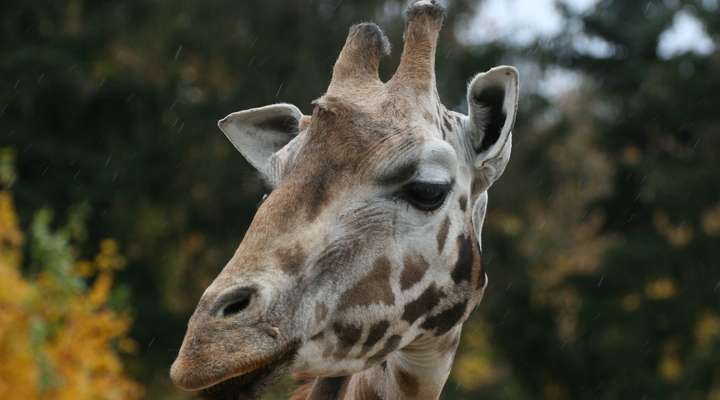 Dierentuin Artis