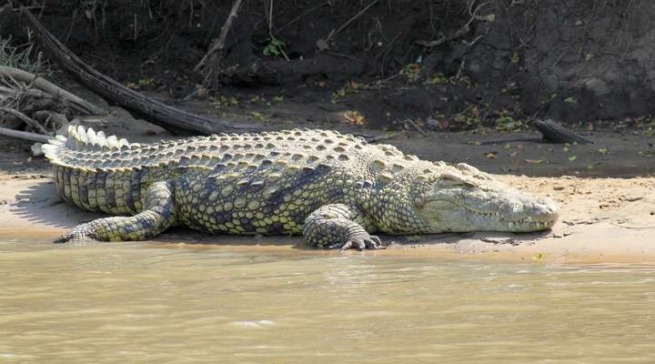 Crocodile Park