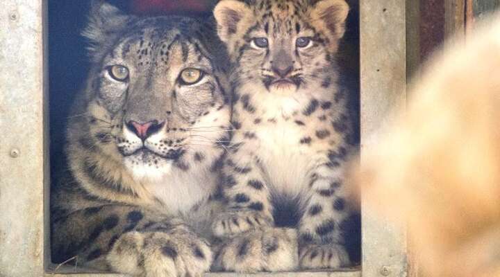 Assiniboine Park Zoo