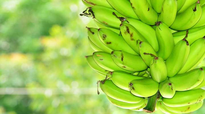 International Banana & Agricultural Festival