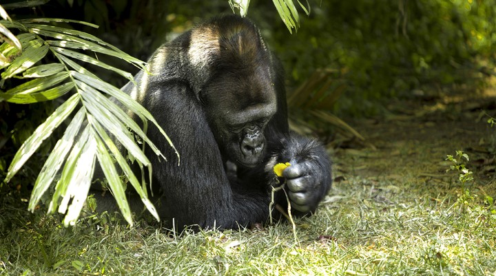De dierentuin van Belo Horizonte