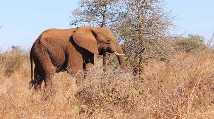 Olifant in Zuid Afrika