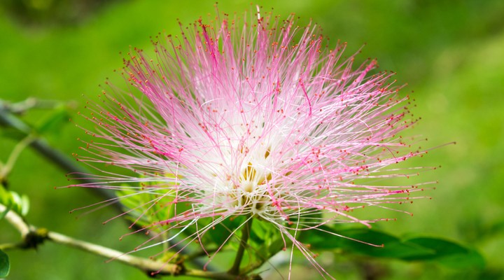 Roze powerpuff bloem, natuur Suriname