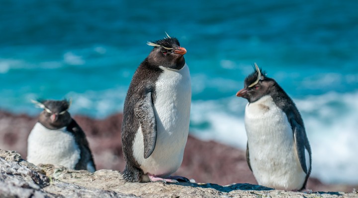 Rockhopper pinguïns, Argentinië