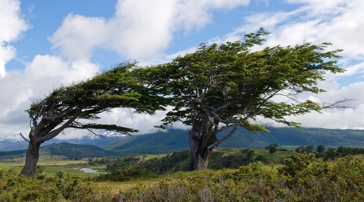 Bomen in Tierra del Fuego, Vuurland