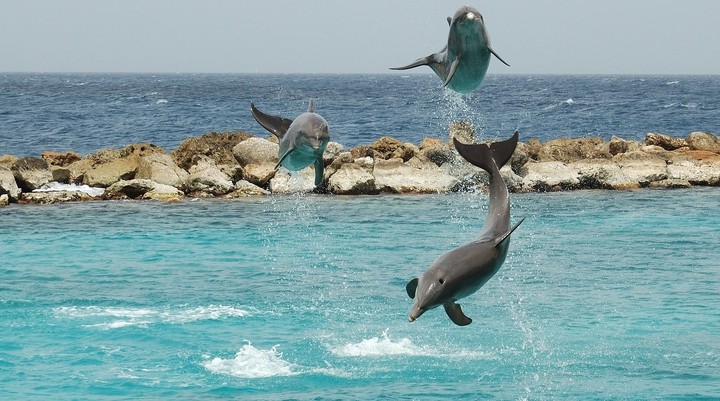 Curaçao Sea Aquarium