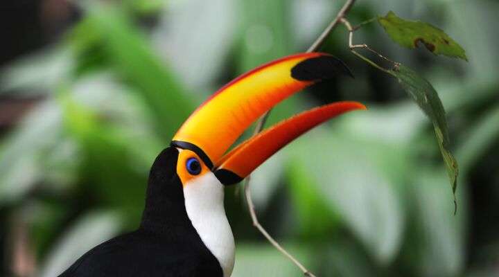 Parque das Aves