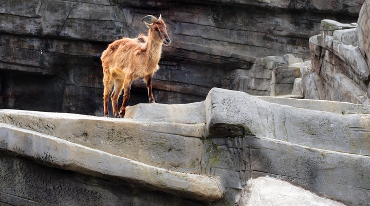 Antwerpse Zoo