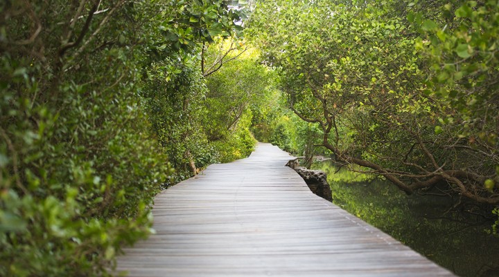 Mangrove Information Center