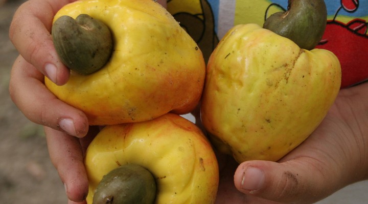 Cajueiro