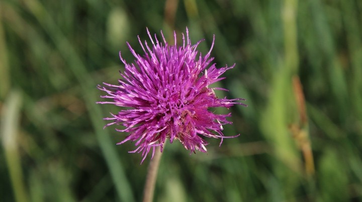 Wandeltocht 'Spaanse Ruiter'