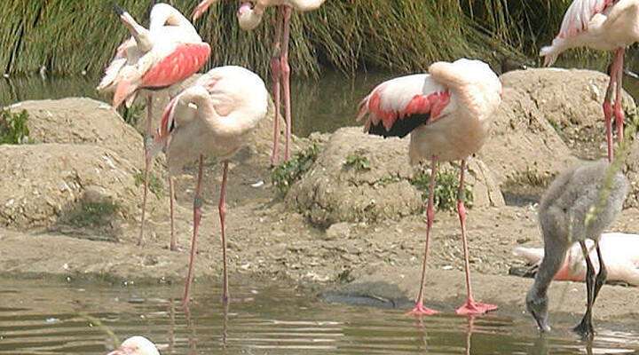 Flamingo Island