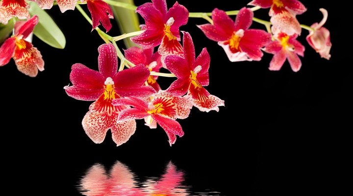 Orchid Gardens