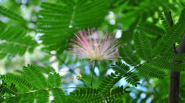 Bijzondere bloemen en planten in Suriname