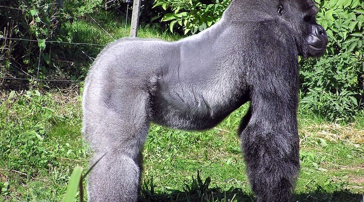Bwindi Impenetrable National Park en Mgahinga National Park