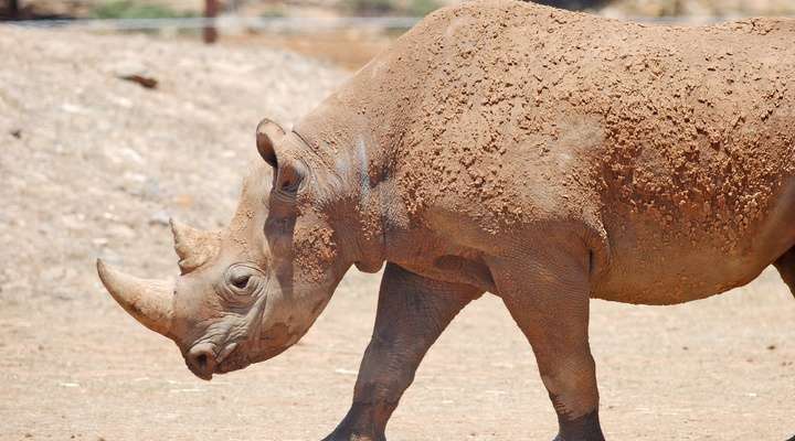 Adelaide Zoo