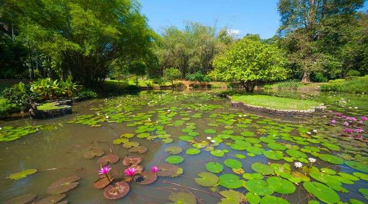 Botanische tuinen Peradeniya
