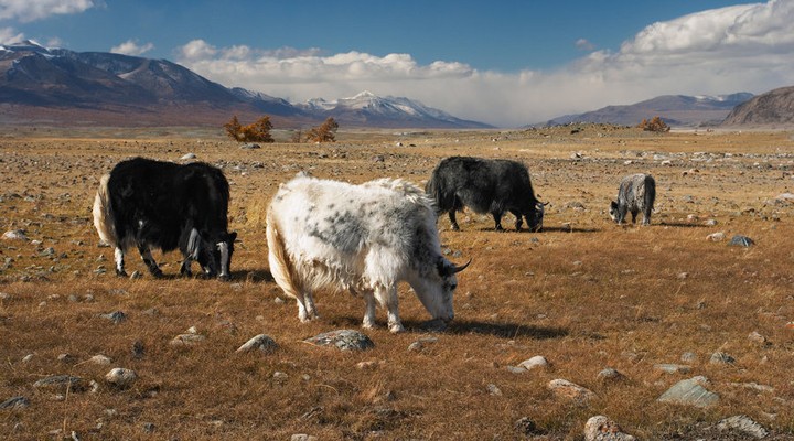 Yaks