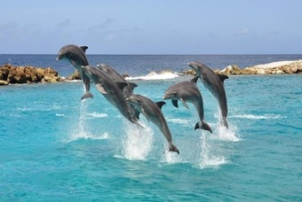 Top 5 excursies Curaçao