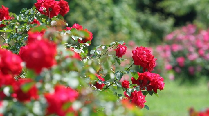 Tralee Town Park