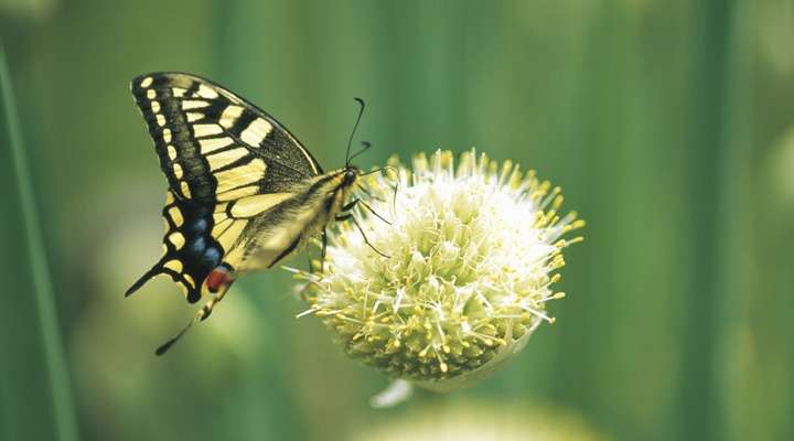 Botanische tuin Joensuu