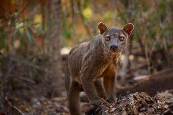 Unieke dieren op Madagaskar
