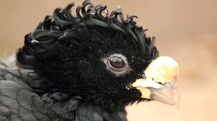 Jurong Bird Park