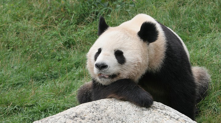Ueno Zoo