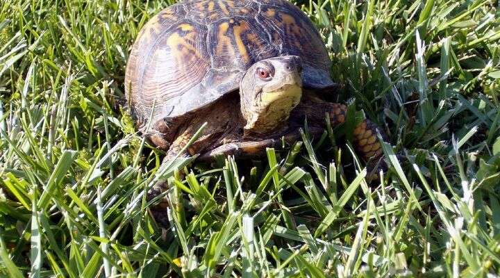 Schildpaddendorp Noflaye