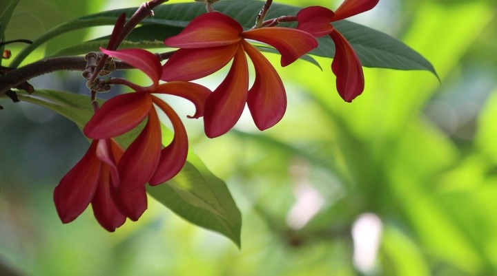Garden of the Sleeping Giant