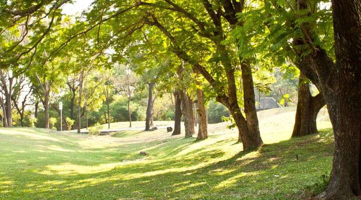 Larchill Garden