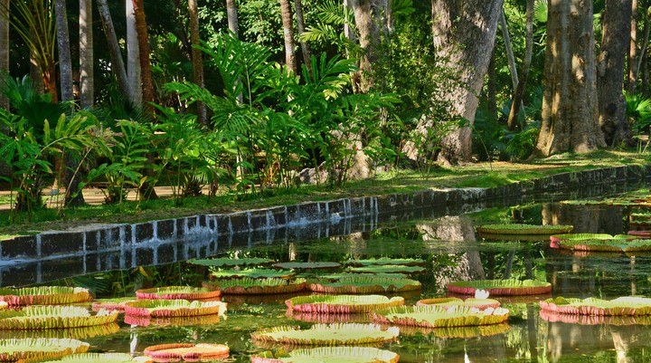 Botanische tuin Pamplemousse