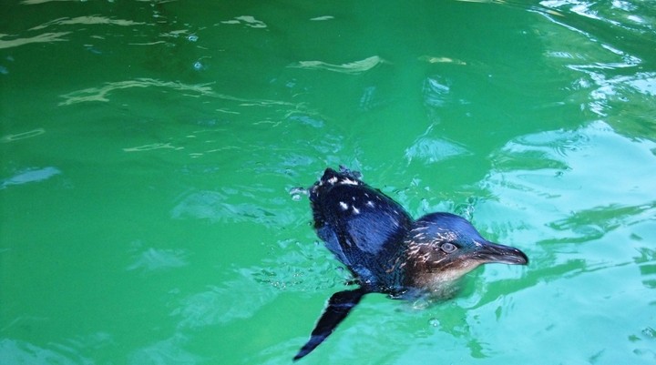 Perth Zoo