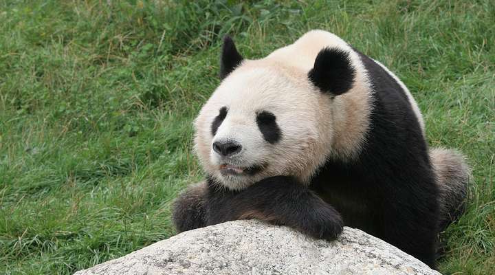 Ueno Zoo