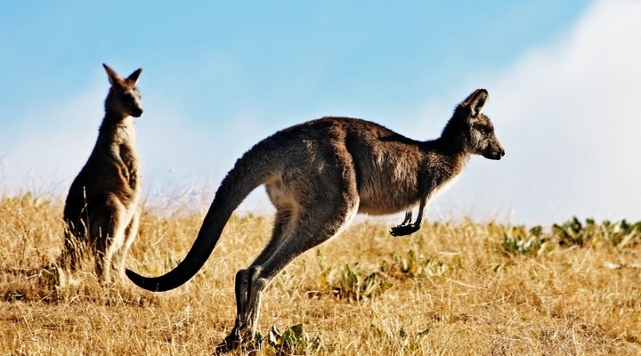 Kangaroo Australië