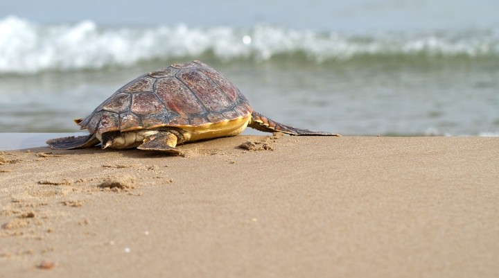 Schilpadden op het strand