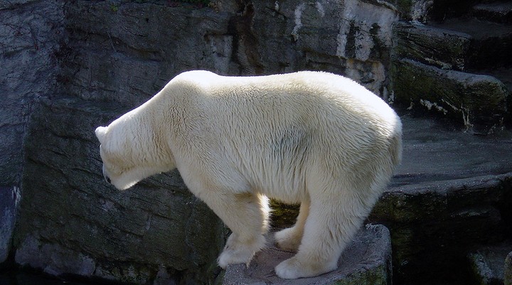 Edinburgh Zoo