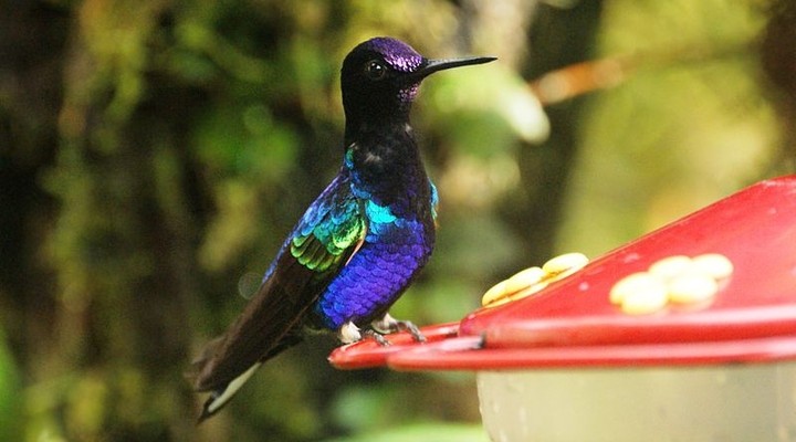 Ecuador is het land om vogels te spotten
