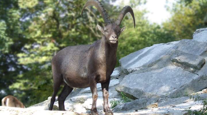 Nationaal Park Mercantour