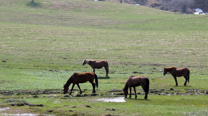 Paarden in het berglandschap van Oezbekistan