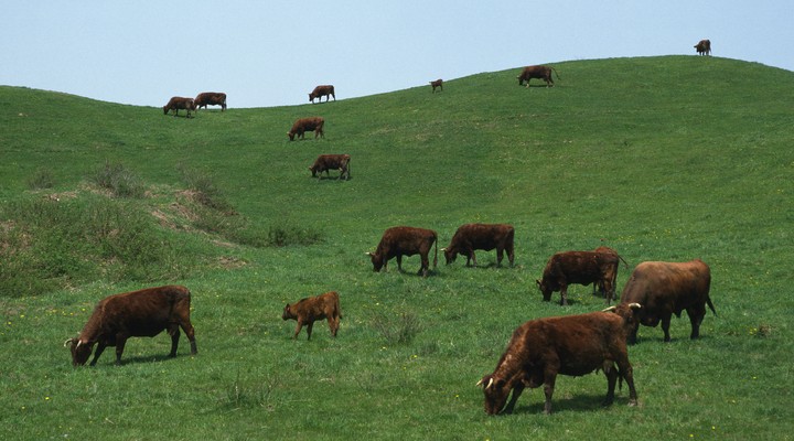 Veld met koeien in Japan