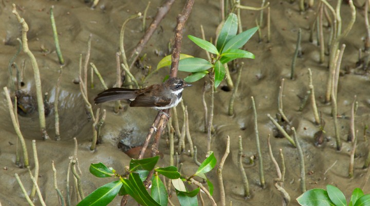 Bushtrack