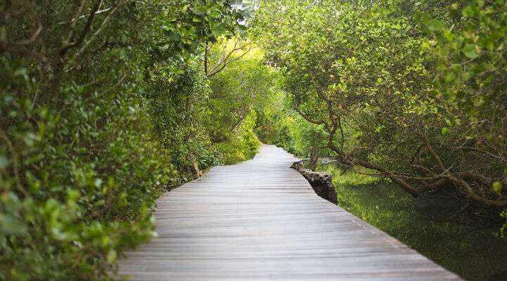 Mangrove Information Center